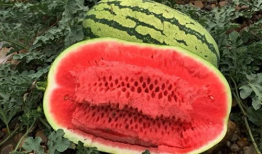 大西瓜视频,短视频时代的创新与魅力